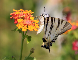 Schmetterling auf Blüte/Blume