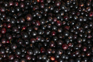 Pattern made of freshly picked black currant berries. Washed vegetarian berries harvesting and gathering eco food
