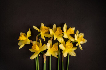 Flowers composition. Yellow flowers of daffodils on a black background. Flat lay, top view, copy space.