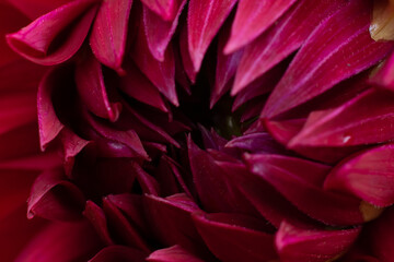 Macro photo of burgundy dahlia flower with many soft delicate petals. Floral backdrop