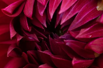 Fototapeten Macro photo of burgundy dahlia flower with many soft delicate petals. Floral backdrop © Sunny_Smile