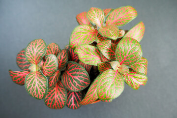 Fittonia with green leaves and pink veins in a pot on a dark background top view. bright houseplant