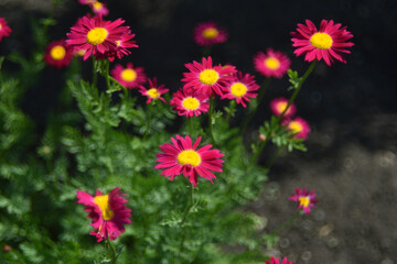 Red flowers pyrethrum Persian chamomile of the Aster family