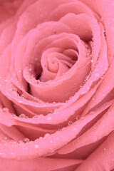 Vertical format floral backdrop. Delicate fresh wet pink colored macro rose flower