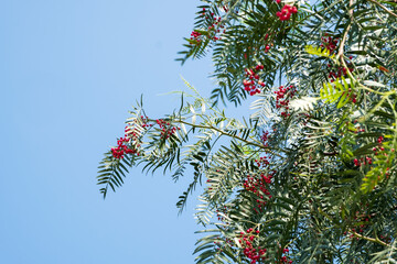  pink pepper tree