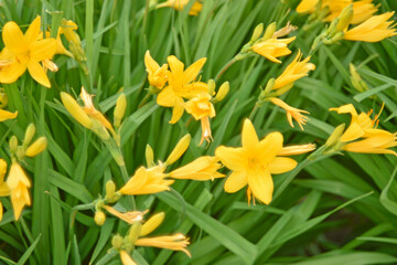 Fototapeta premium Yellow daylily flowers in the garden close-up