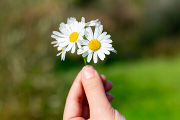 Small white flowers on bright summer sun.Bunch of medical chamomiles in hands close up on background with bokeh effect