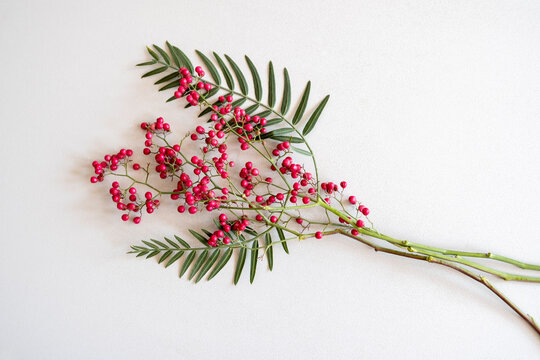 Pink peppercorn (baie rose, pink berry).