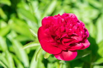 Fototapeta premium Rot pinke Strauchpfingstrosen Blüten / Pfingstrose