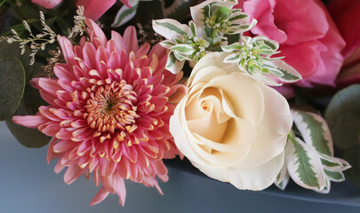 Dahlia and rose in a floral beauty close up