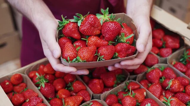 Harvest strawberries. Packing strawberries in boxes for sale. Fresh red strawberry berries in hand.