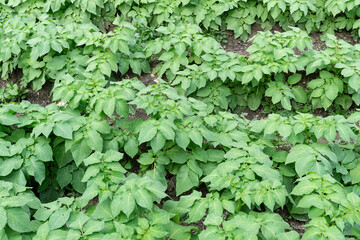 outdoor potato planted field orchard