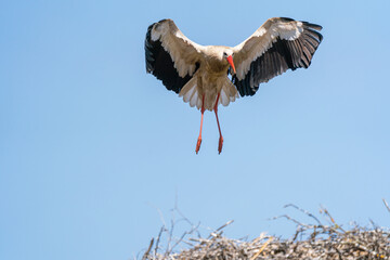 Stork just before perching on a branch of a Eucalyptus