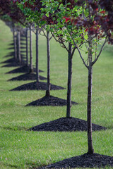 Row of newly planted trees © Michael O'Neill