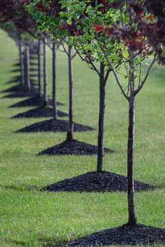 Row Of Newly Planted Trees