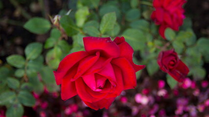 Kazan rose