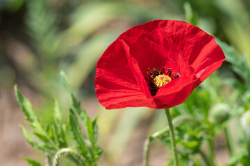 Rot blühender Klatschmohn