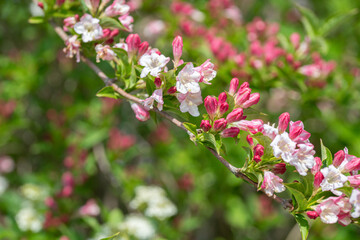 Weiß und pink blühende Azalee Knospen