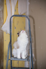 Cute domestic ragdoll cat on a construction ladder