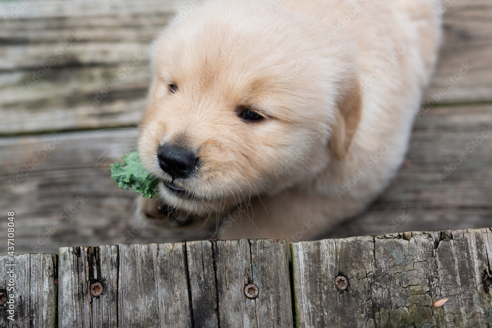 Wall mural golden retriever puppies