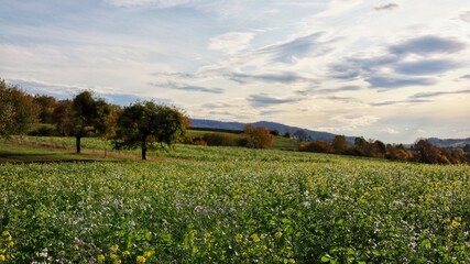 Fototapeta na wymiar field of wildflowers
