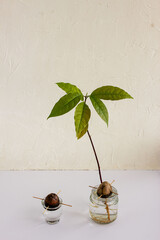 Growing an avocado from a seed at home.