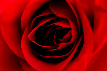 A close-up of a rose with red petals. Valentine's Day