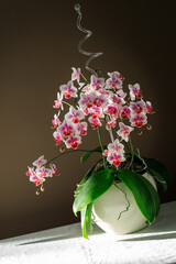 Blooming lush white pink red orchid phalaenopsis on a white tablecloth