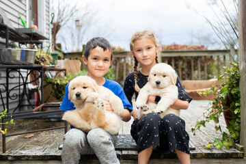 Boy and Girl Playing with Golden Retriever Puppies