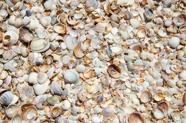 Beautiful monochrome background of small homogeneous shells