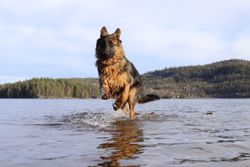 german shepherd running in water