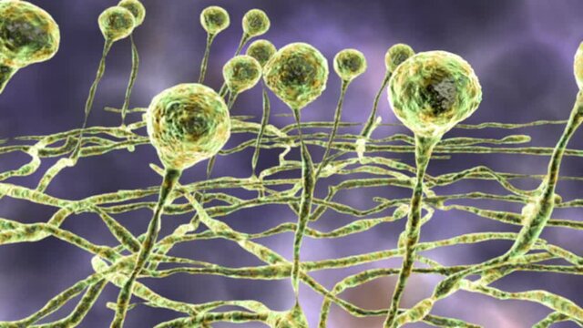 Mucor mold, black fungus, yellow fungus, 3D animation. Opportunistic fungi that cause mucormycosis involving skin, nasal sinuses, brain and lungs. Complication of Covid-19