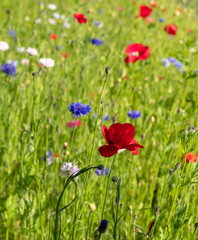 Colourful wild flowers, including cornflowers and poppies, on a roadside verge in Ickenham, West London UK. The Borough of Hillingdon has been planting wild flowers next to roads to support wildlife.