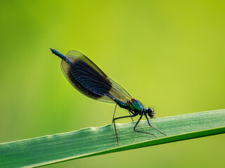 dragonfly on a leaf