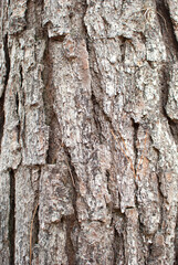 tree trunk close-up