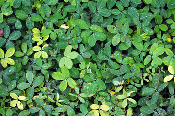 many leaves near the forest