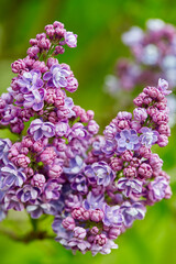 beautiful lilac flowers in a spring garden