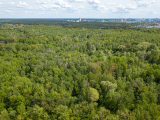 Green forest in spring. Aerial drone view.