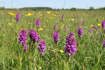a beautiful low yield pasture with lots of purple wild orchids and buttercups between the grass in the dutch countryside in springtime