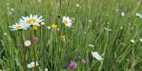 Fototapeta premium grass and flowers