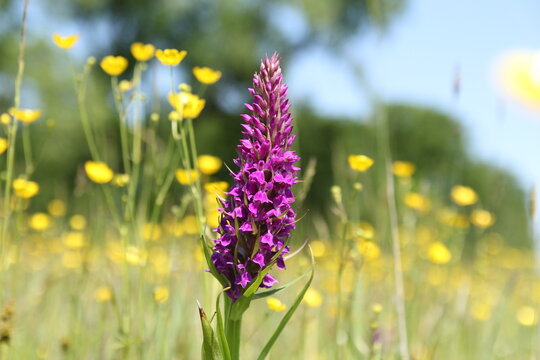 a beautiful big purple wild orchid closeup in a natural grassland with lots of yellow buttercups in springtime