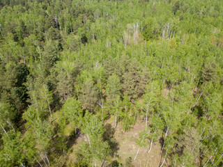 Green forest in spring. Aerial drone view.