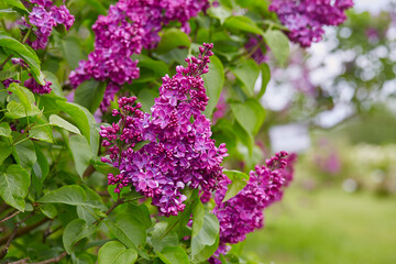 beautiful lilac flowers in a spring garden