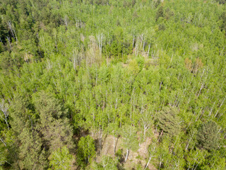 Green forest in spring. Aerial drone view.