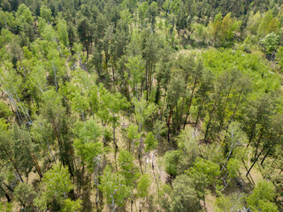 Green forest in spring. Aerial drone view.