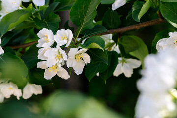 White beautiful flowers in apple tree blooming in the spring. Blurred background. Beautiful spring background for a banner, postcards with blooming tree.