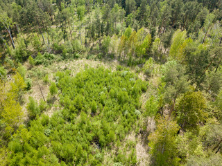 Green forest in spring. Aerial drone view.