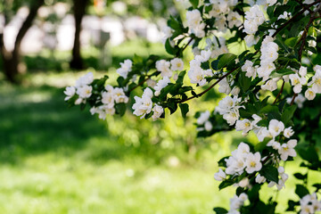 White beautiful flowers in apple tree blooming in the spring. Blurred background. Beautiful spring background for a banner, postcards with blooming tree.