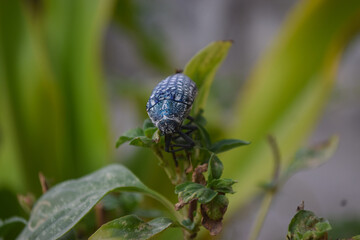 close up of wild insect on flowers. animal bug flora bloom outdoors, ladybug macro nature plant seasonal background wallpaper