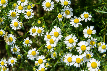 field daisies in a natural environment in sunlight